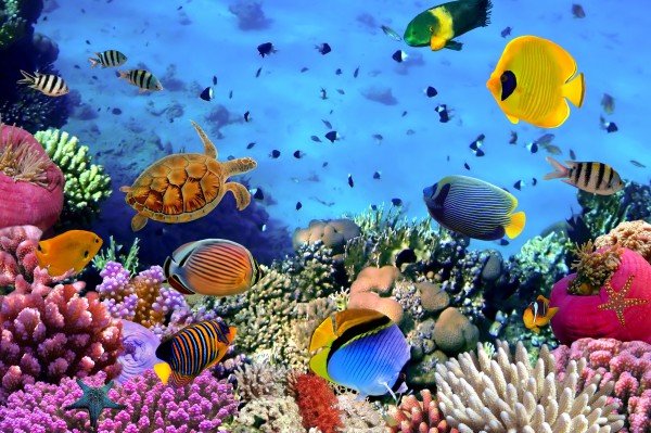 5fc78b8619667141_coral reef at north bay coral island port blair