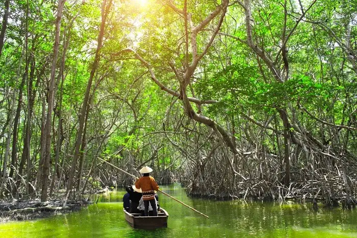 Mangrove creek