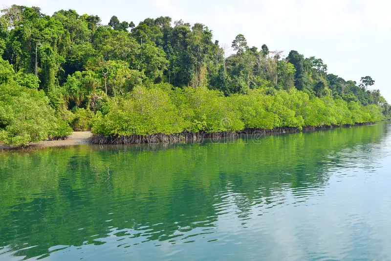 backwater mangrove forest bank clear water river great andaman trunk road baratang island india photograph 138604891
